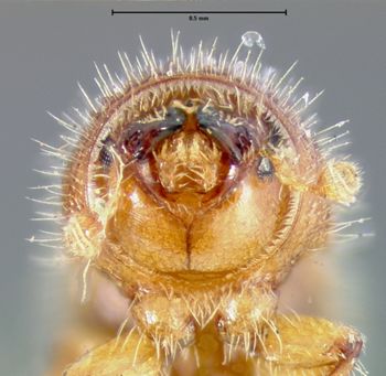 Media type: image;   Entomology 1003 Aspect: head frontal view